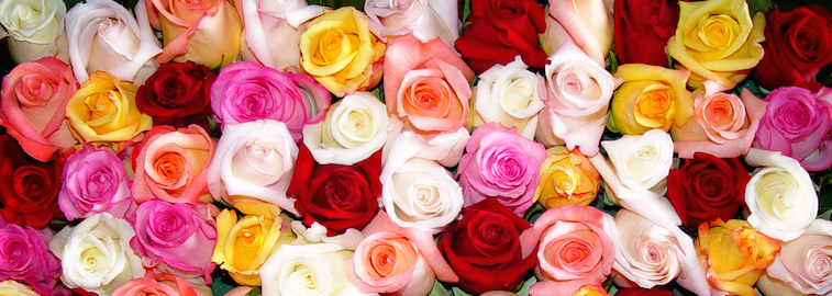 What the Different Colors of Roses Mean