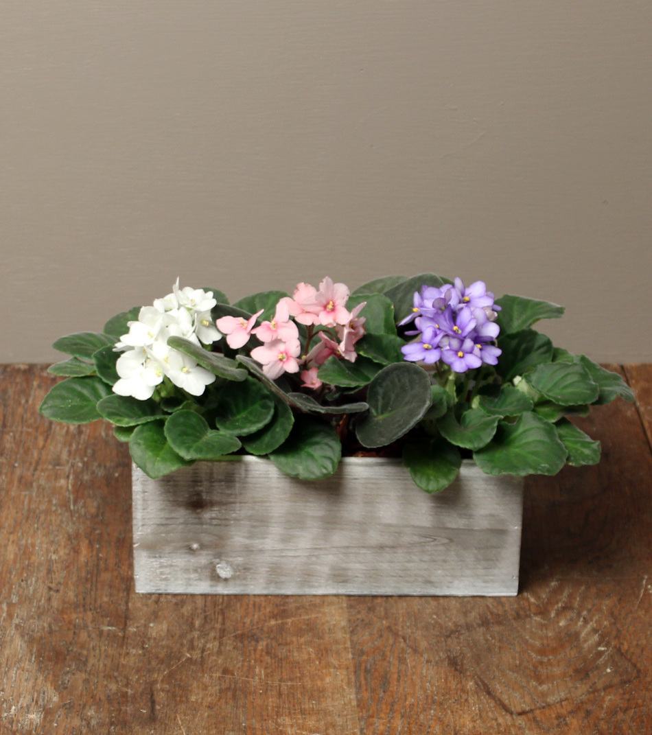 Подарить фиалку. Подарить фиалку. Фиалка в подарочной упаковке. Perk up фиалка. Подарить фиалку.