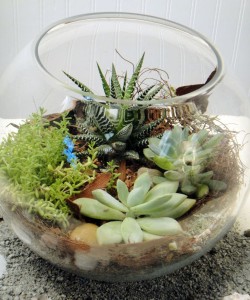 lawn and garden, succulent terrarium for an indoor garden 