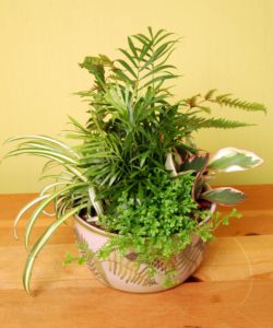 St. Patrick's Day greens