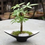 Money Tree - Small Gift Tree