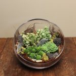 Succulent terrarium on wooden table