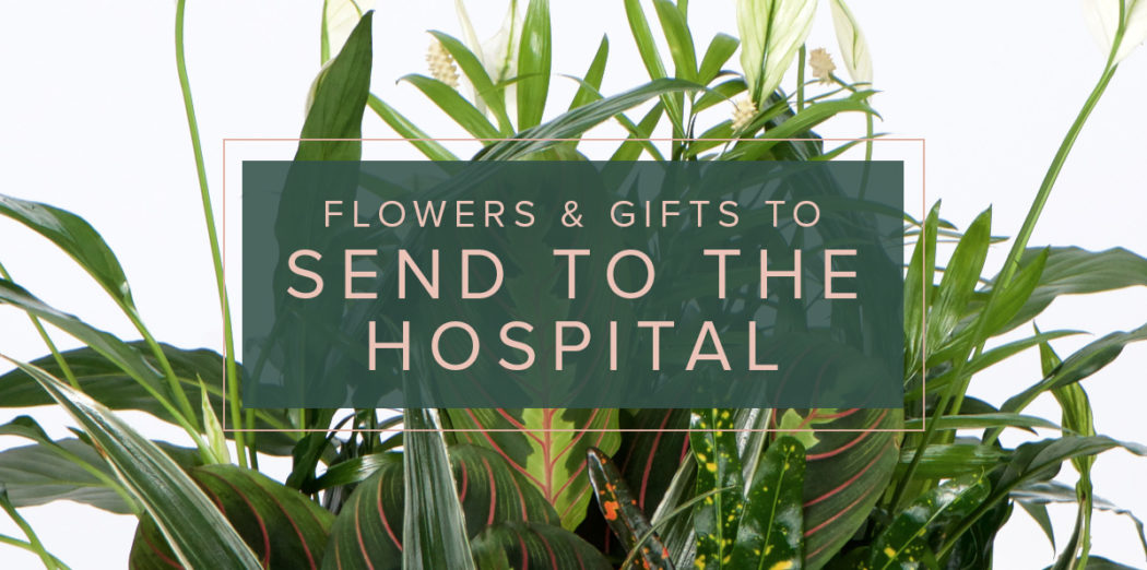 send-a-living-plant-as-a-get-well-gift-to-someone-in-the-hospital-ah