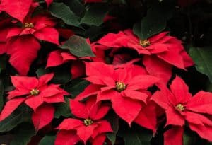 Poinsettia Plant - Red