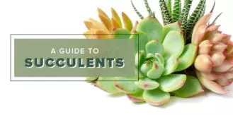 Lifestyle-Succulents-blog