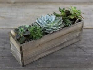 A stylish array of succulents with natural accents in a natural wooden box. 