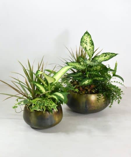 The Botanical Garden blends the shades and textures of emerald and kelly green plants, with a blooming anthurium in the grand size, featured a metal vessel for a classic look with a contemporary touch. This exquisite design looks great in entryways, tables and consoles. 