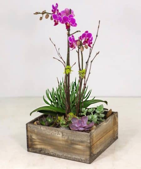 A beautiful statement to celebrate life with miniature orchids and various succulents designed in a wooden vessel. Our designers will select the best orchids and succulents available for the loveliest presentation.